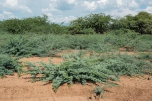 Prosopis Juliflora