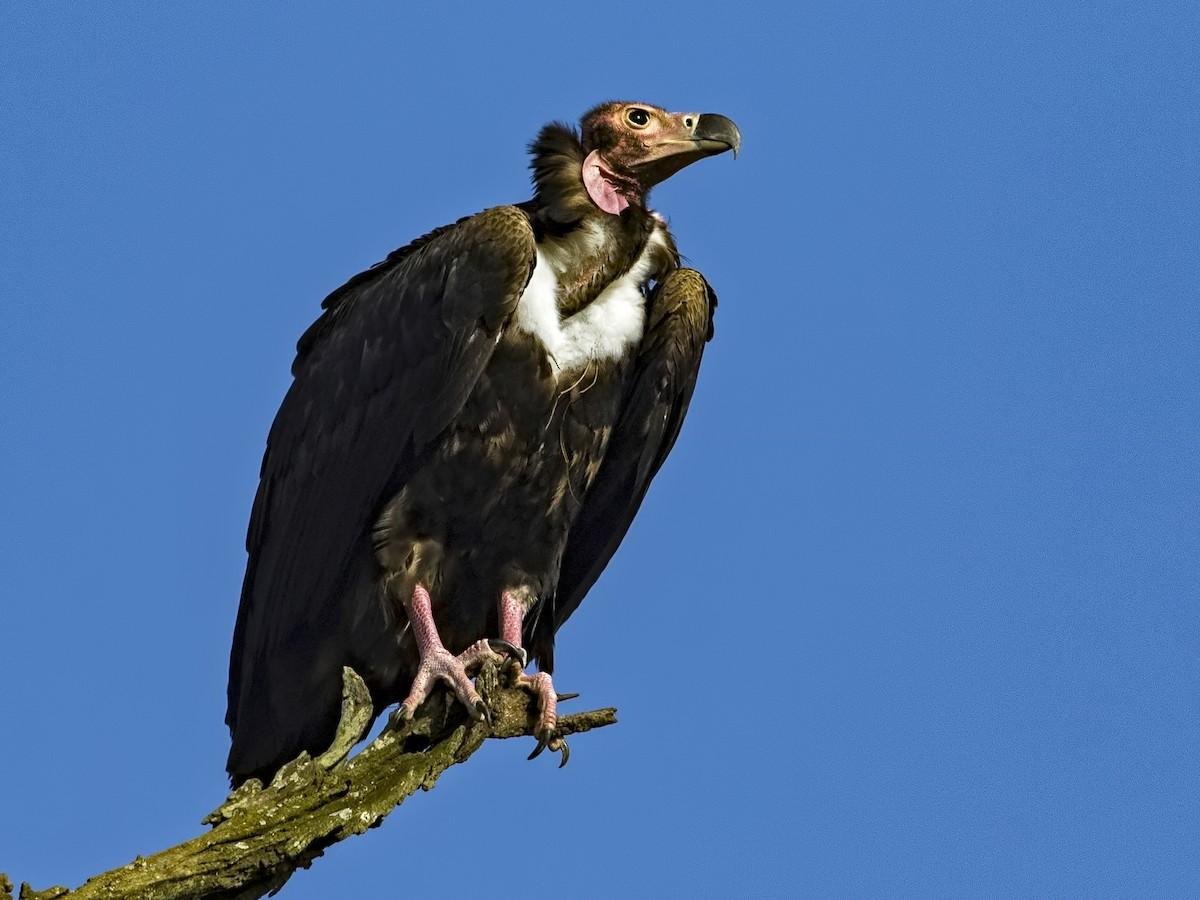 Red-Headed Vulture
