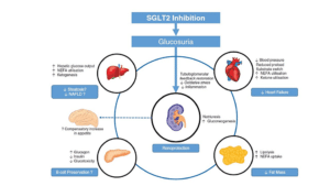 SGLT2 Inhibitors