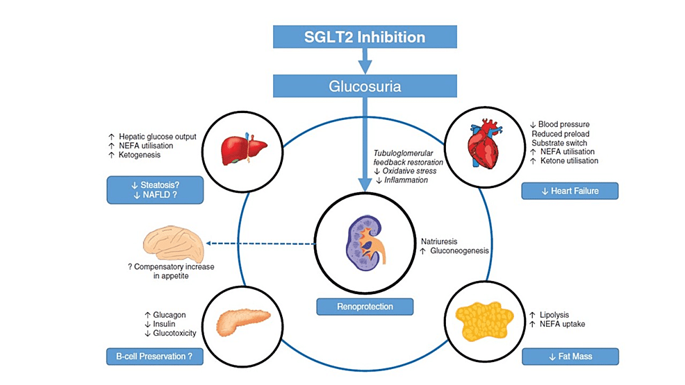 SGLT2 Inhibitors