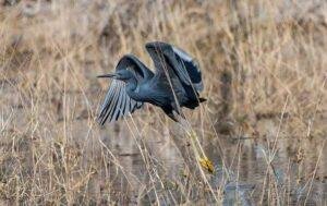 Slaty Egret