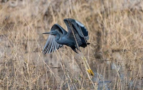 Slaty Egret