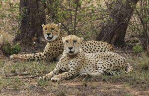 Tiger Reserve