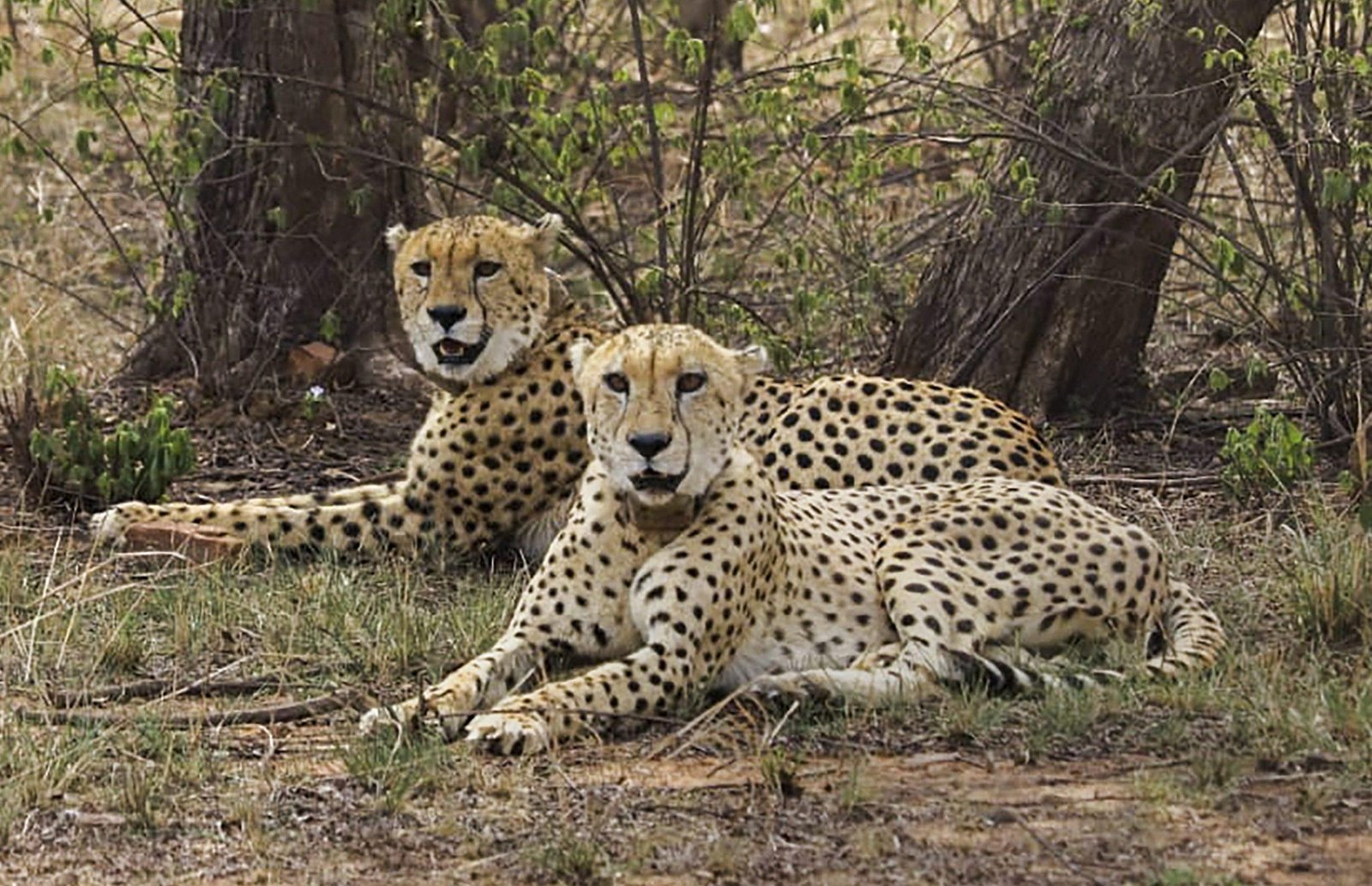 Tiger Reserve