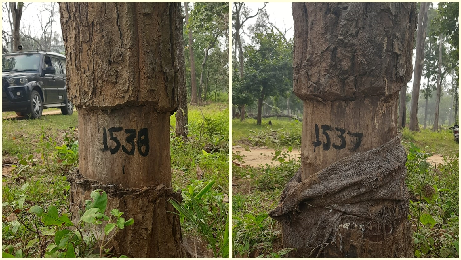 Tree Girdling and Bridge Grafting