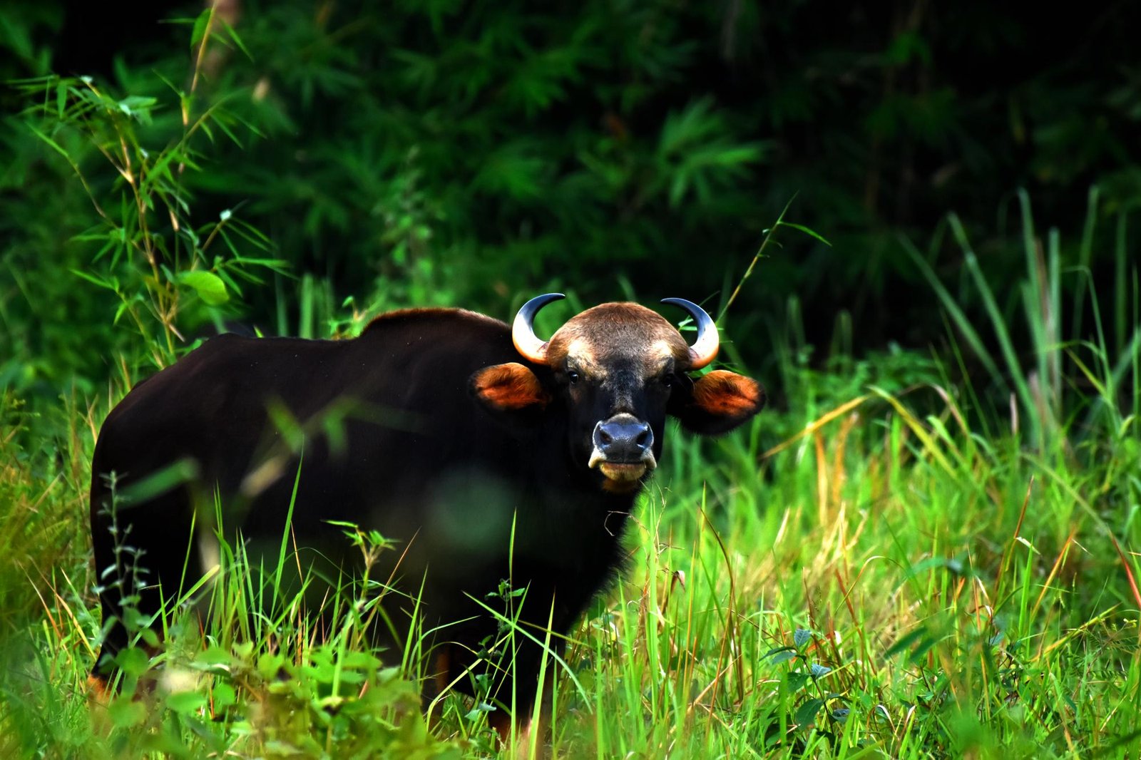 Trishna Wildlife Sanctuary