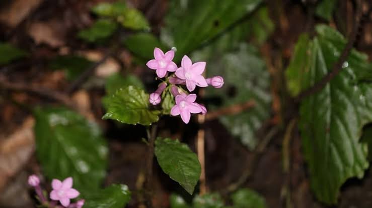 Two New Plant Species Discovered in Arunachal Pradesh