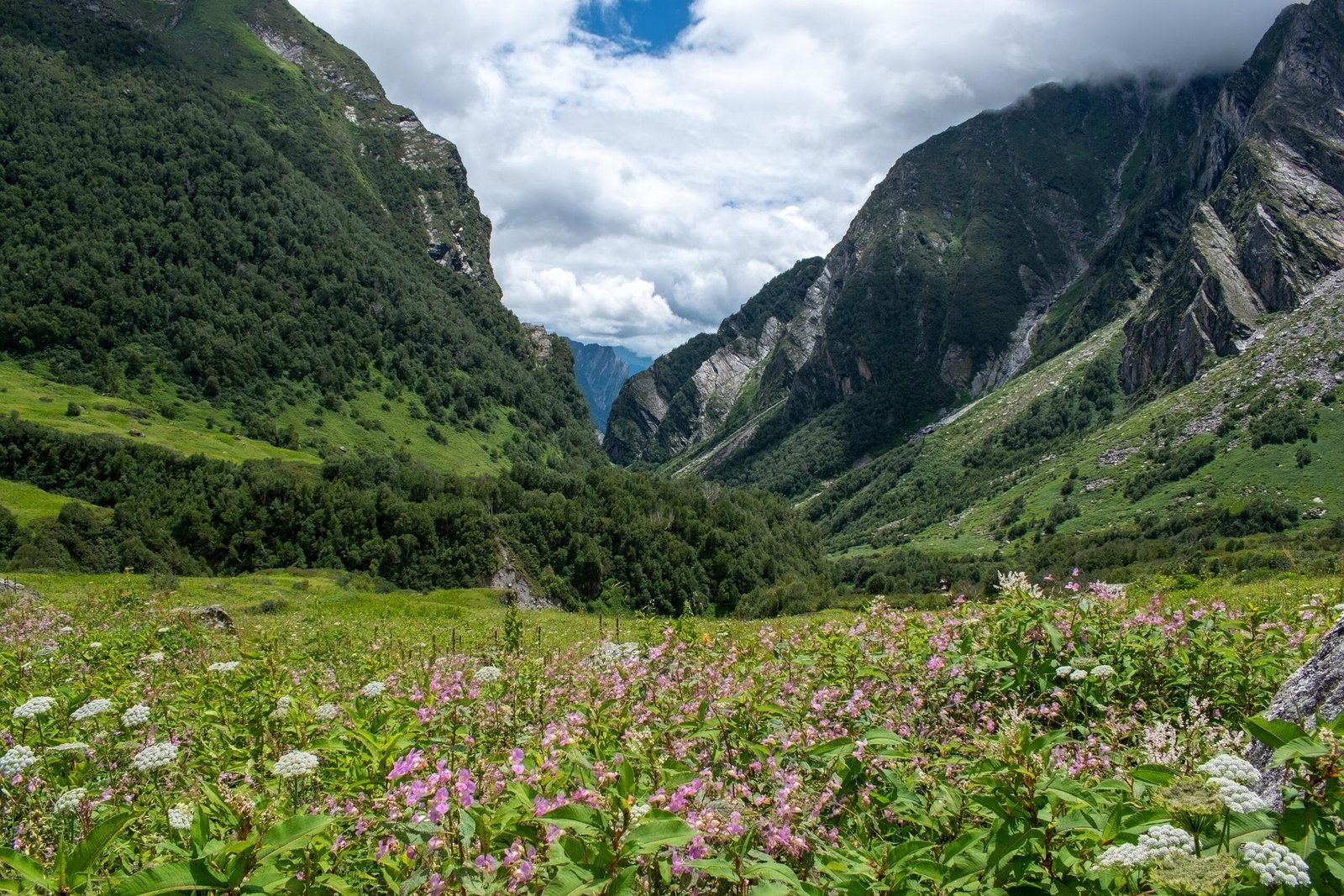 Valley of Flowers National Park