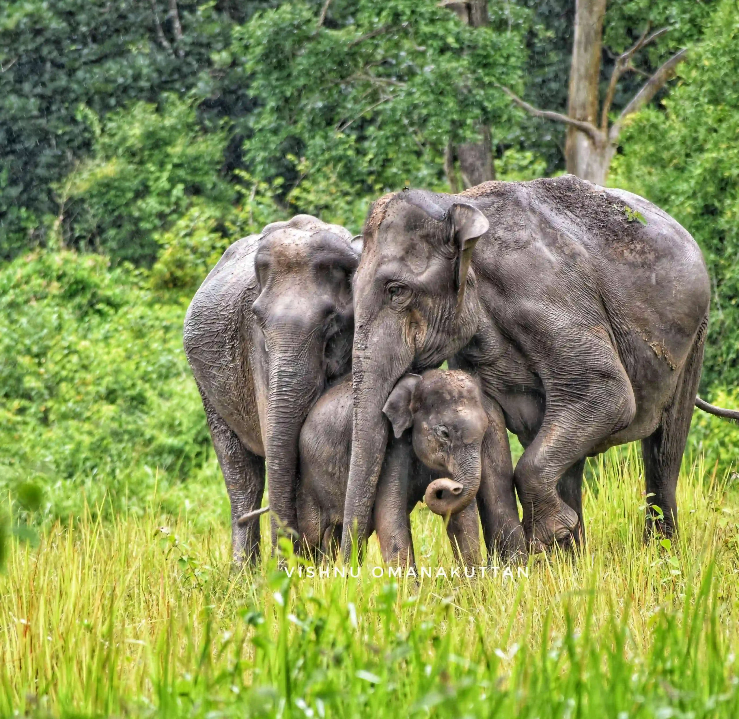 Wayanad Wildlife Sanctuary