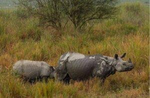 Wildlife Conservation in India