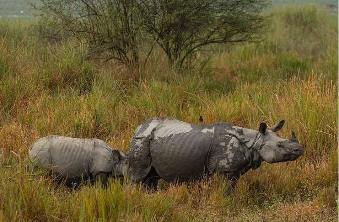 Wildlife Conservation in India