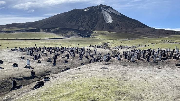 Zavodovski Island and the Decline of Chinstrap Penguins